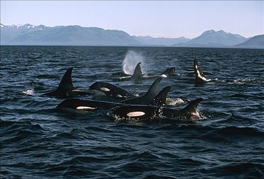 逆戟鲸,群,平面,约翰斯顿海峡,不列颠哥伦比亚省,加拿大