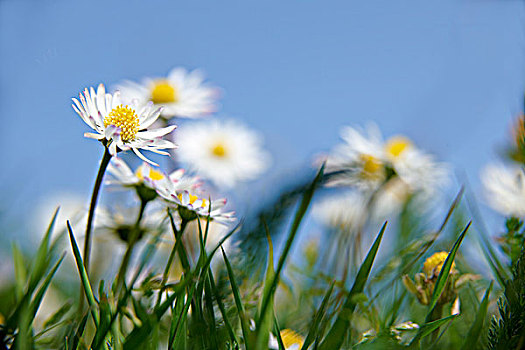 雏菊,草丛,蓝天,后面
