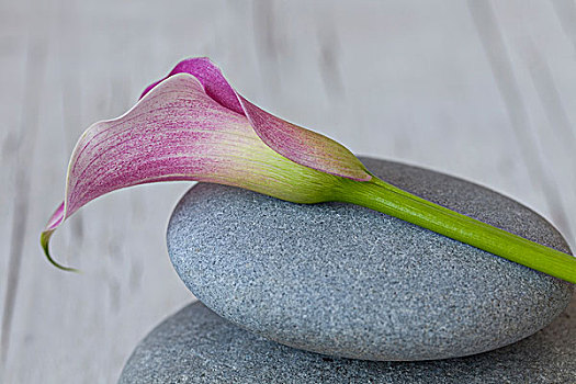 馬蹄蓮,花,石頭,靜物