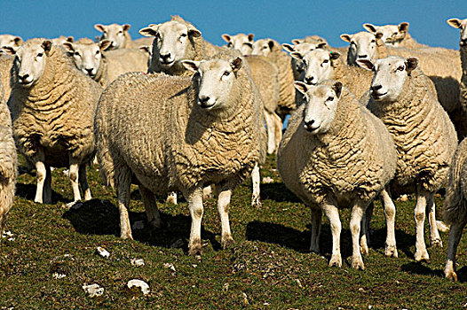 家羊,母羊,成群,地点,英格兰,欧洲