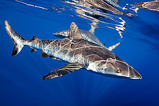 两个,黑尾真鲨,靠近,父亲,礁石,巴布亚新几内亚,水下