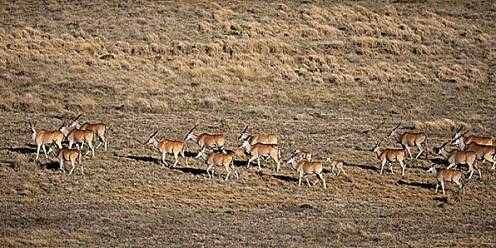 航拍,大羚羊,牧群,阿多大象国家公园,东开普省,南非