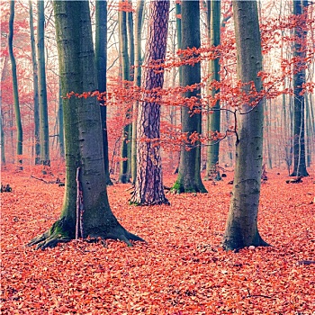 彩色,秋日树林