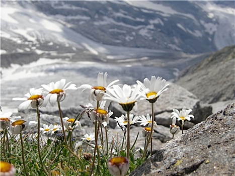 花,冰川