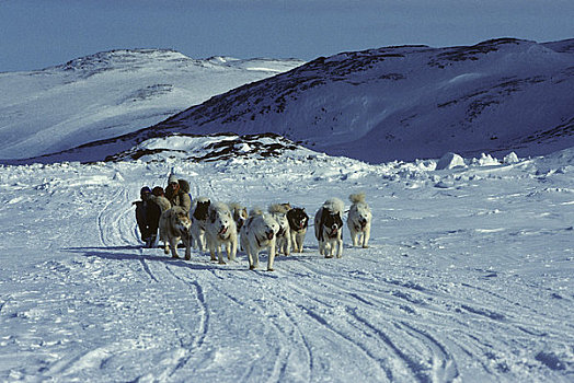 加拿大,巴芬岛,靠近,哈士奇犬,团队,拉拽,雪撬