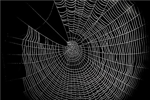 蜘蛛网,图案,万圣节,恐怖