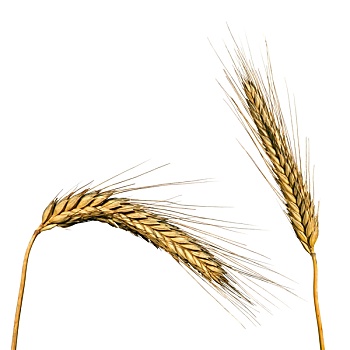 小麦,隔绝