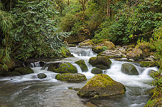 河,石头,山,雨林,国家公园,圣荷塞,省,哥斯达黎加,北美