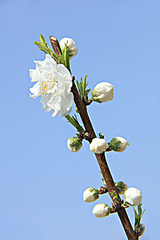 碧桃,千叶桃花,桃花