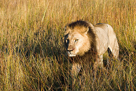 狮子,走,高草,莫雷米禁猎区,博茨瓦纳,非洲