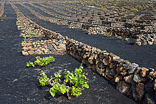葡萄种植,干燥,火山岩,兰索罗特岛,加纳利群岛,西班牙,欧洲