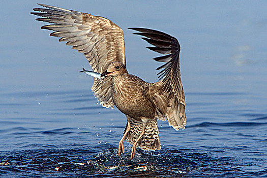 海鸥,抓住,青鱼,不列颠哥伦比亚省,西海岸