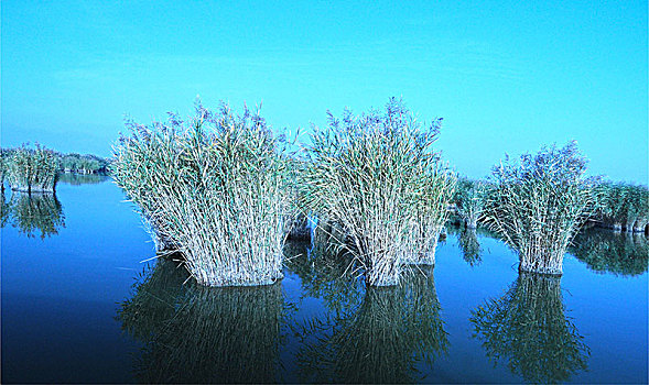 沙湖,湖,芦苇