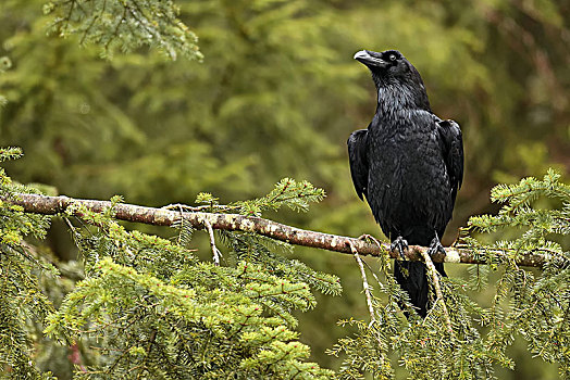 大乌鸦,渡鸦,坐在树上,朱拉,瑞士,欧洲