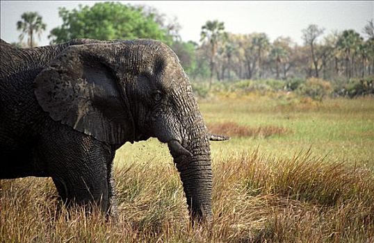 大象,非洲象,进食,草地