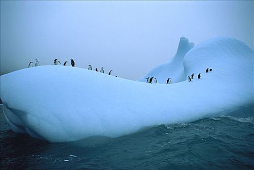 帽带企鹅,南极企鹅,群,斯科舍海,南极