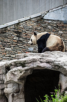 中国四川卧龙国宝中华大熊猫