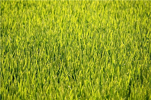 稻米,粮食,绿色,地点