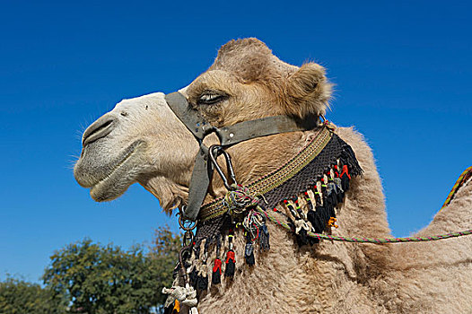 骆驼,缰绳,布哈拉,乌兹别克斯坦,亚洲