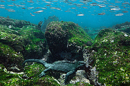 海鬣蜥,藻类,水下,费尔南迪纳岛,加拉帕戈斯群岛,厄瓜多尔