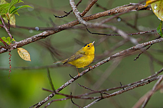 鸣禽,雄性,哥斯达黎加,中美洲