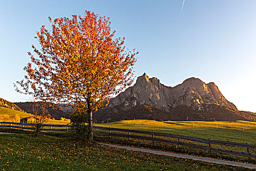 孤木,秋天,博尔查诺,省,南蒂罗尔,意大利