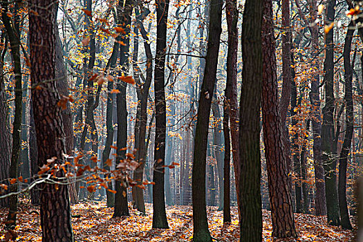 树,树林,秋天