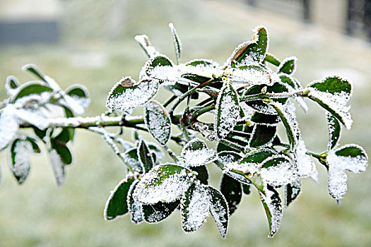 叶子上的雪