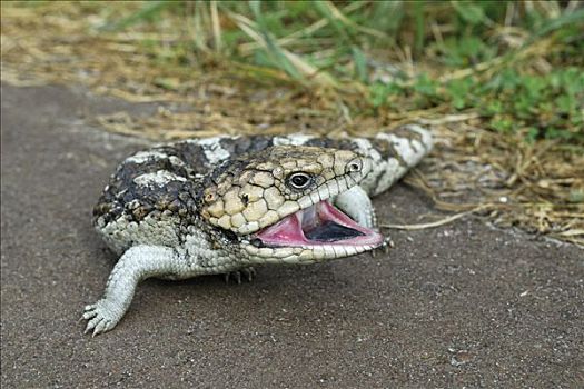 蜥蜴,西澳大利亚,澳大利亚