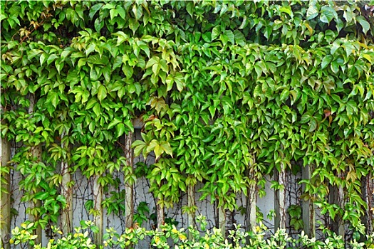 常春藤,植物,墙壁