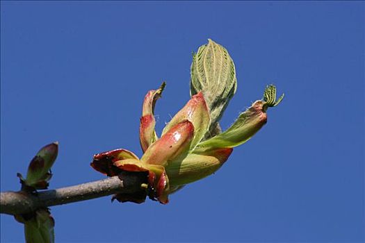 开着,芽,栗子树,蓝天,背景