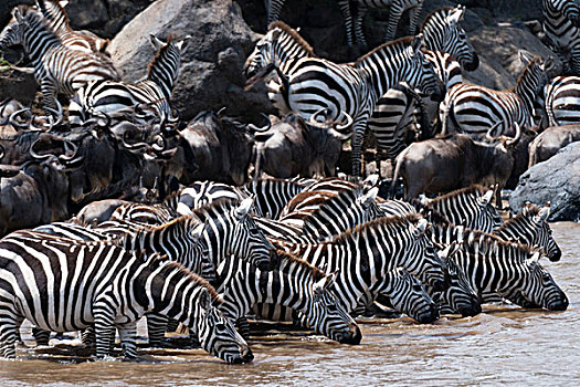 斑马,马,东方,角马,喝,马拉河,马赛马拉国家保护区,肯尼亚,非洲