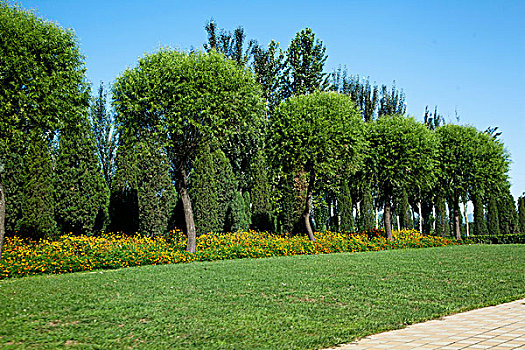 路边绿色的草坪和排列整齐的树