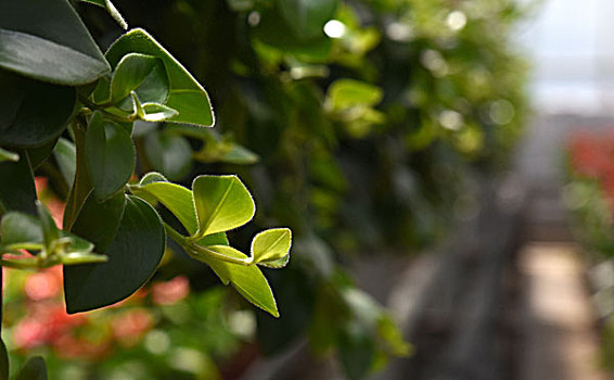 绿色植物