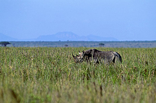 肯尼亚,安伯塞利国家公园,公园,犀牛,草丛