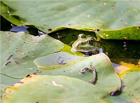 青蛙,隐藏,叶子
