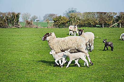 小,羊群,羊羔,跑,草场
