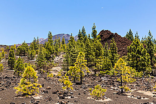 熔岩原,泰德山,世界遗产,泰德国家公园,特内里费岛,加纳利群岛