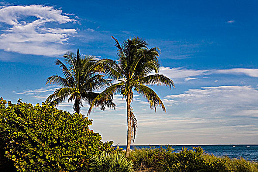 棕榈树,海岸,公园,比斯坎湾,佛罗里达,美国