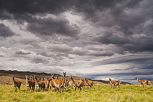 原驼,放牧,草地,托雷德裴恩国家公园,智利