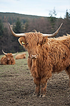 高原牛,场地,地点,山,远景,苏格兰