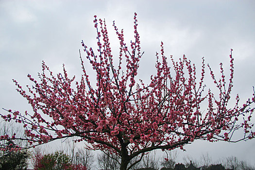 梅花,腊梅,梅花素材