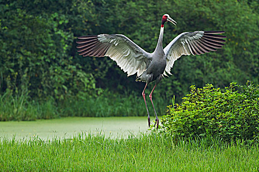 印度,鹤,跳跃,盖奥拉迪奥,国家公园