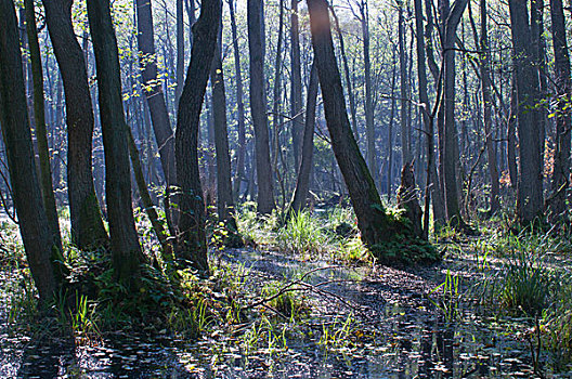 湿地,树林,桤木,树,达斯,梅克伦堡前波莫瑞州,德国,欧洲