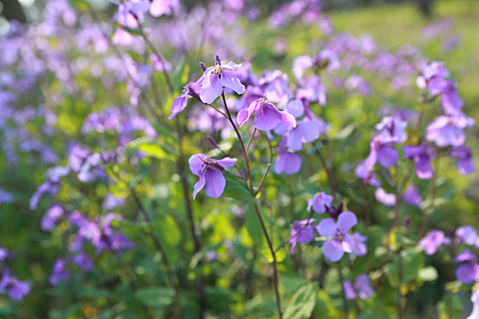 紫罗兰,花丛