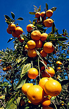 橘子,树上,果园
