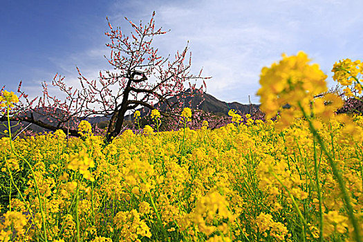 油菜花,桃,花