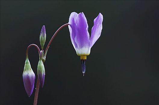 花,落基山国家公园,科罗拉多,美国
