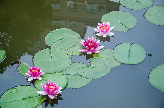 池塘中开放的莲花