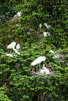 繁殖季节栖息在树上的大白鹭